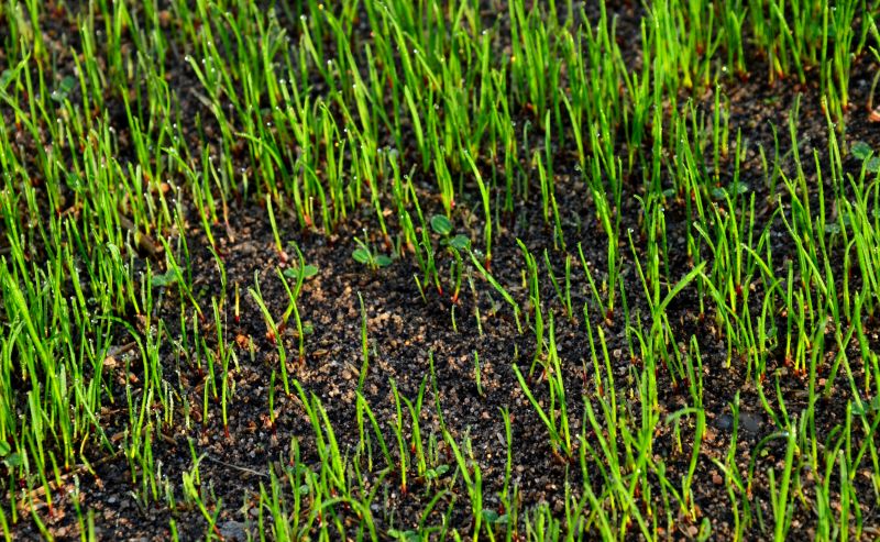 Healthy Lawn Growth