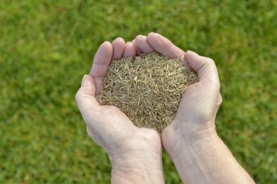 What To Expect During A Professional Seeding Service